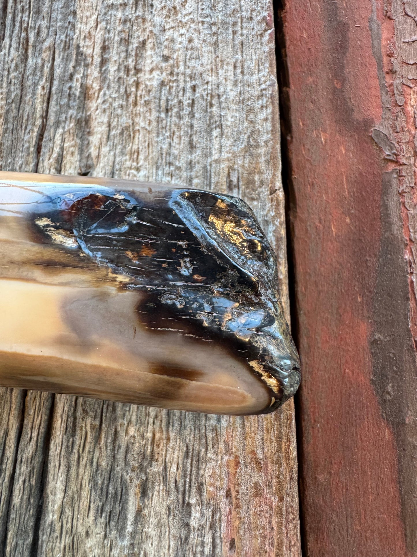 Randall Knife Model 12-8 Big Bear. Gorgeous piece of creamy Artifact Ice Ax Chisel in Fossil Walrus Ivory. ( Creams, Blues, greens) Brass hilt and natural butt. Stainless steel.