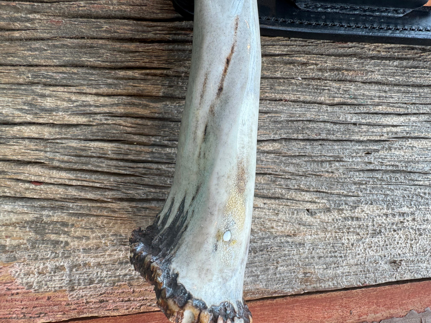 Randall Model 1-7 in a gorgeous piece of Polished Crown Stag. Nickel Silver Hilt, sawteeth and a natural exposed end, Stainless steel.