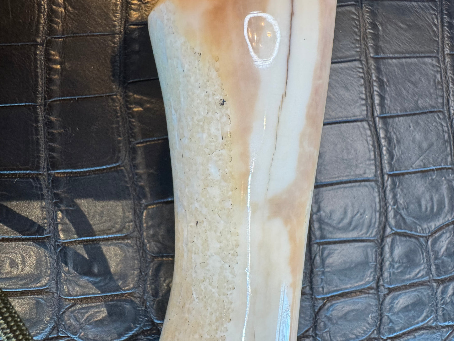 Randall Model RBS Bowles Dealer Special in a gorgeous piece of Creamy Fossil Walrus Ivory. Nickel Silver Hilt and butt cap. #118