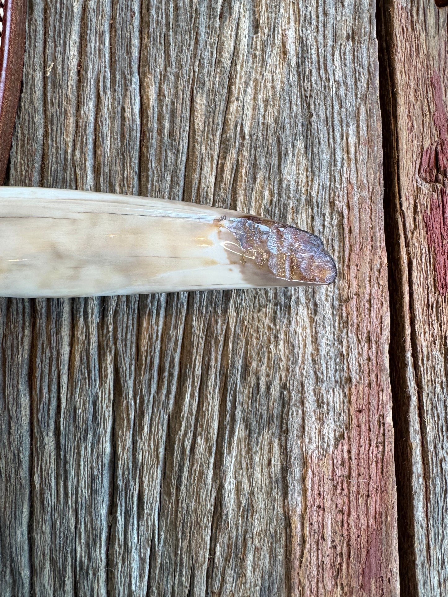 Randall Knife Model 2-6. Artifact Fossil Walrus in an Ice Ax Handle. Purchased from Rick Bowles, Stainless Steel.