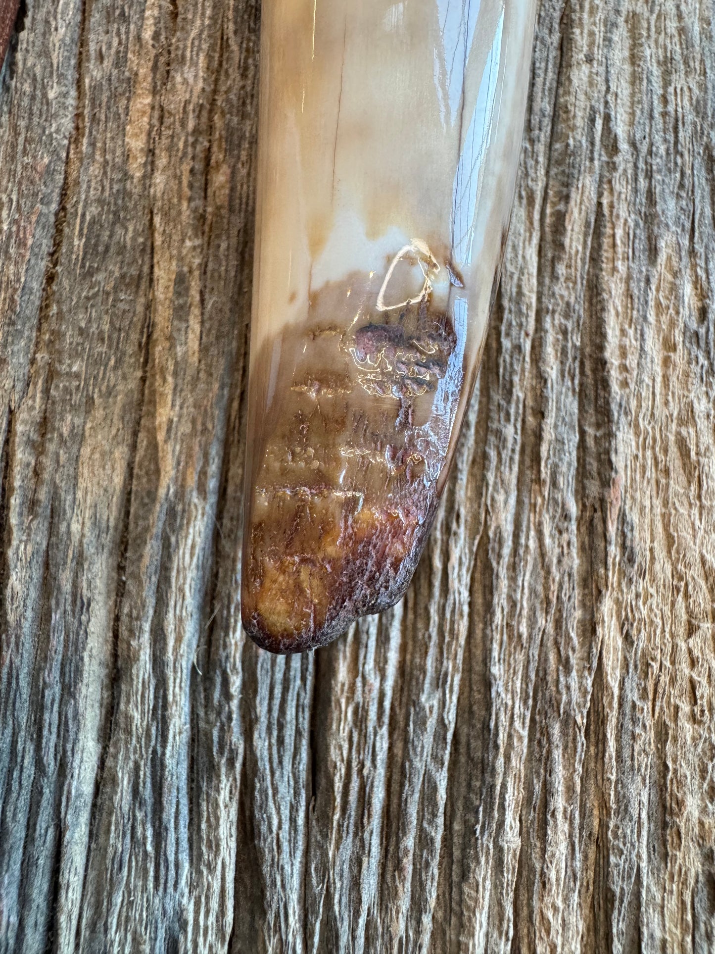 Randall Knife Model 2-6. Artifact Fossil Walrus in an Ice Ax Handle. Purchased from Rick Bowles, Stainless Steel.
