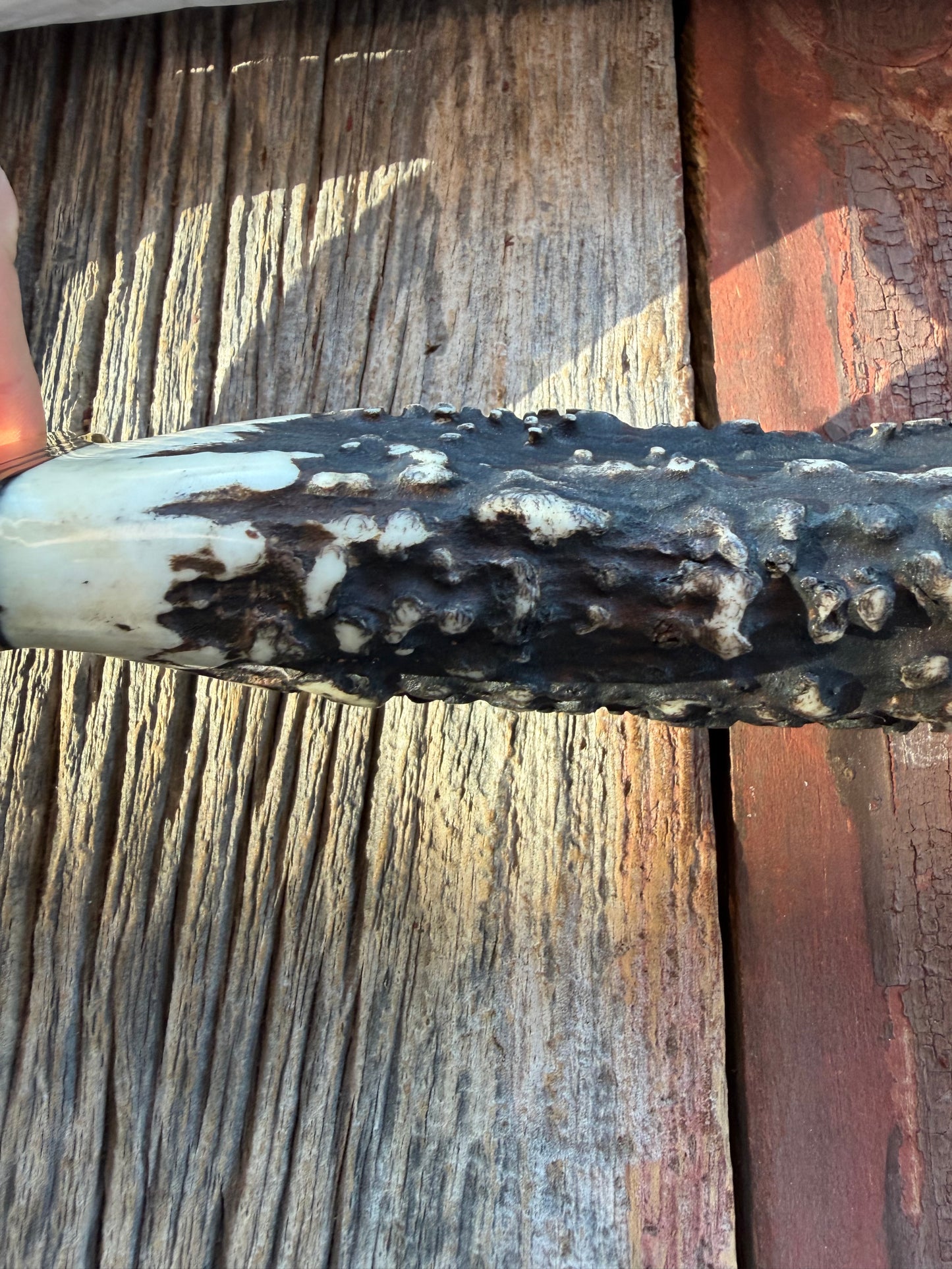 New in Paper Randall Model 12-11 Dealer Special Large Sasquatch with a Huge piece of Popcorn Stag, # 1114 Brass Hilt and butt cap.