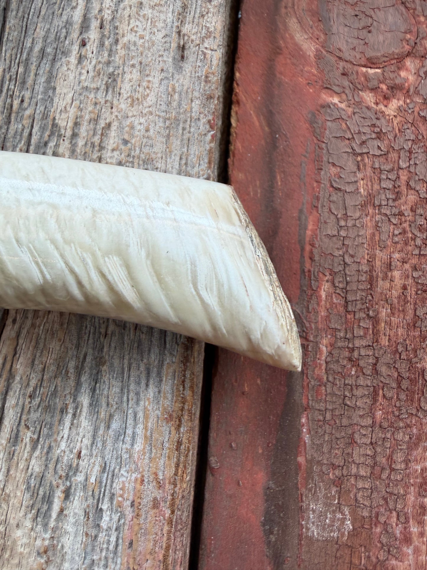 Randall Model 12-8 Small Sasquatch with a nice piece of Musk Ox. Nickel Silver collar and raw natural end.