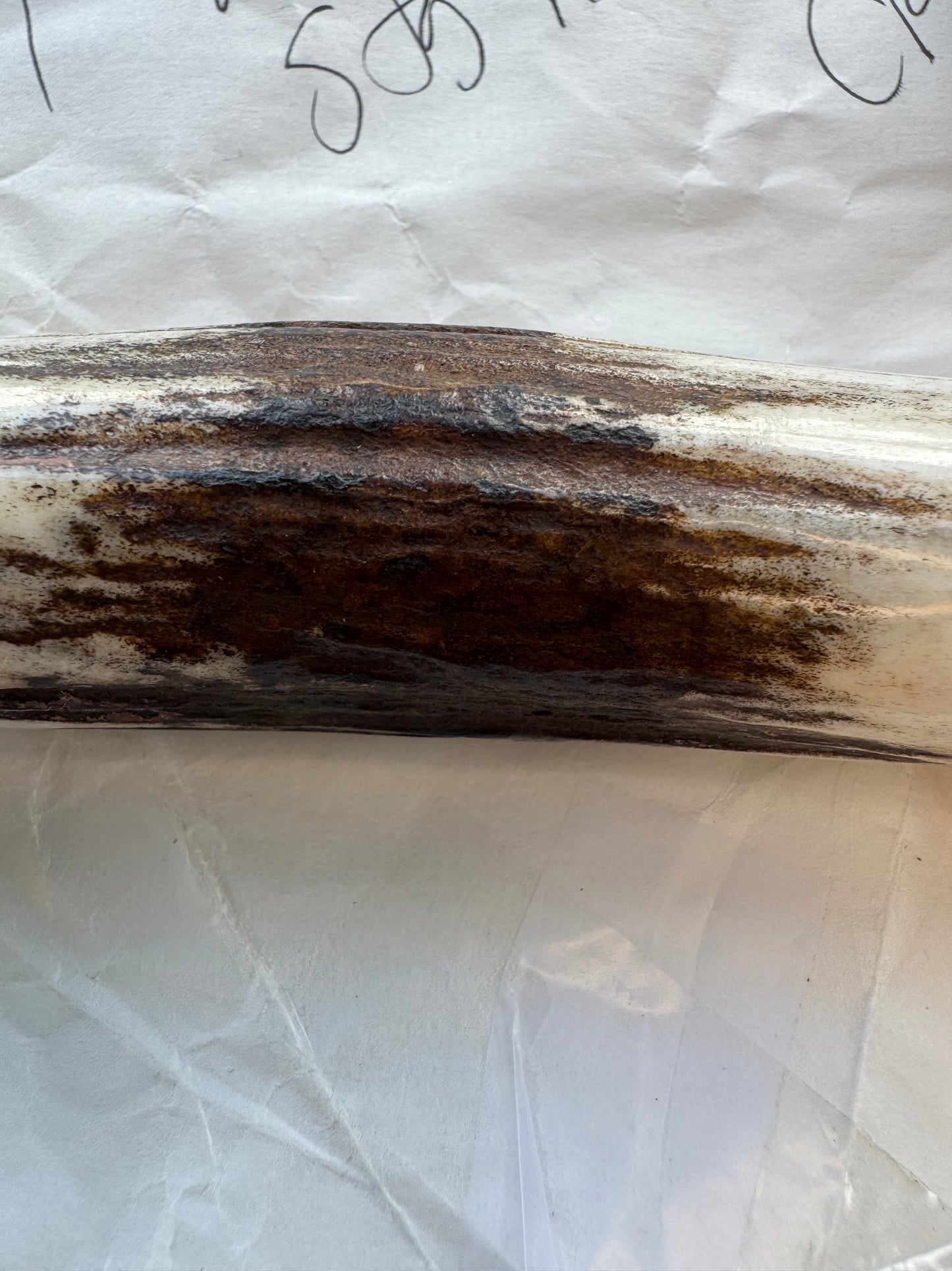 New in Paper Randall Knife Model 1-7 in Stag, Brass Hilt and Butt Cap, Black and Gold spacers.