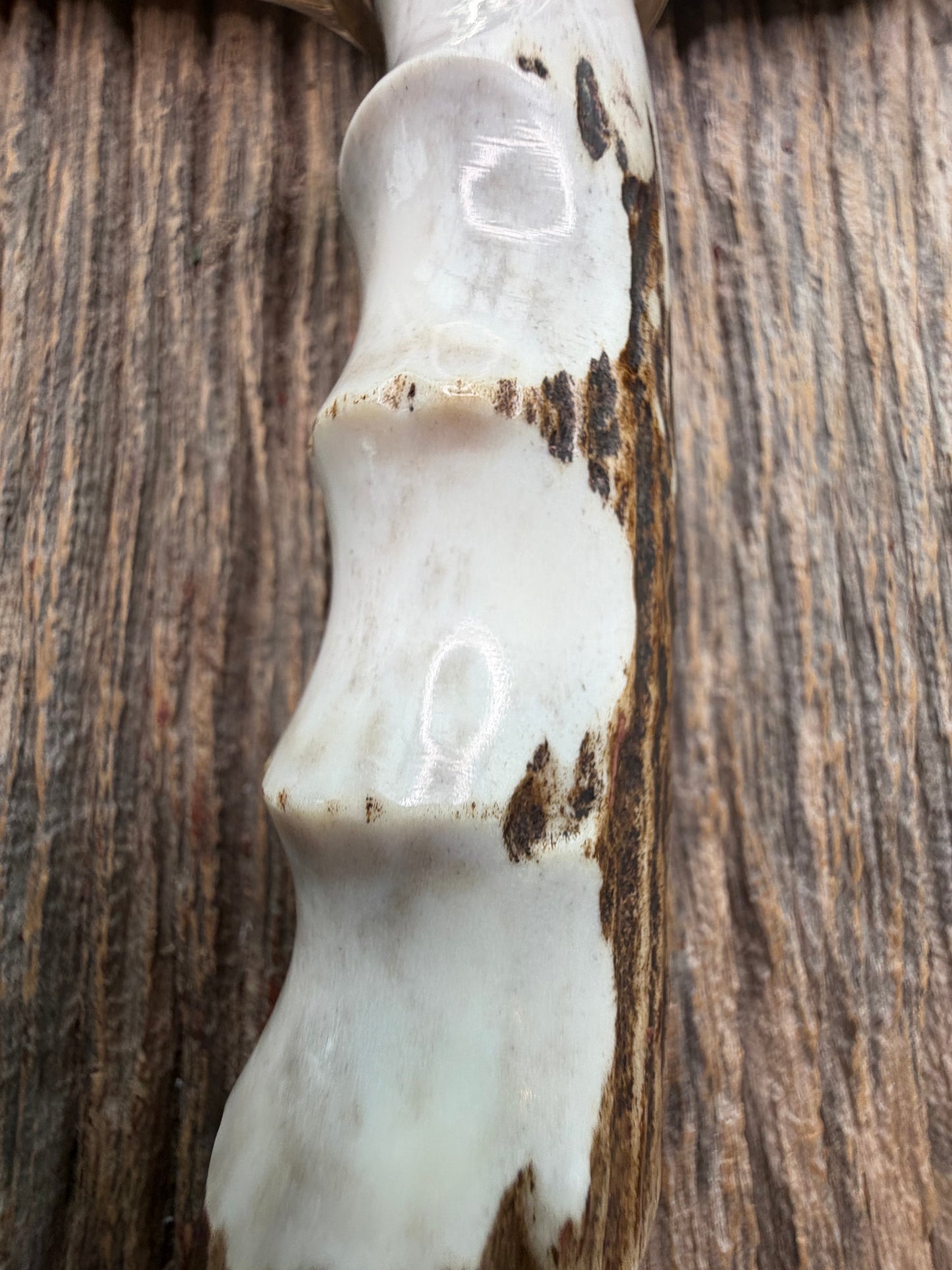 New in Paper Randall Model 19-5 with a nice Stag finger grooves handle. Nickel silver Single Hilt a Nickel silver collar, natural end, Stainless steel blade.