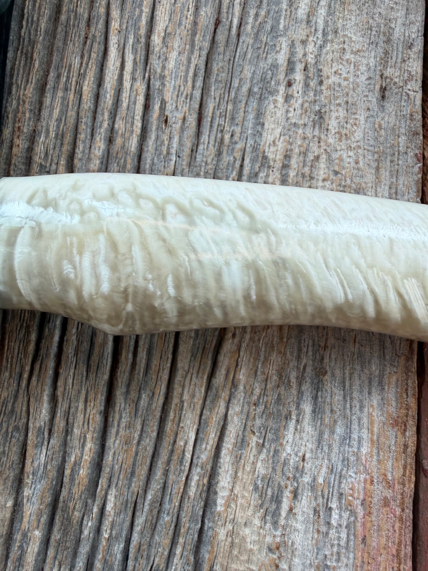 Randall Model 12-8 Small Sasquatch with a nice piece of Musk Ox. Nickel Silver collar and raw natural end.