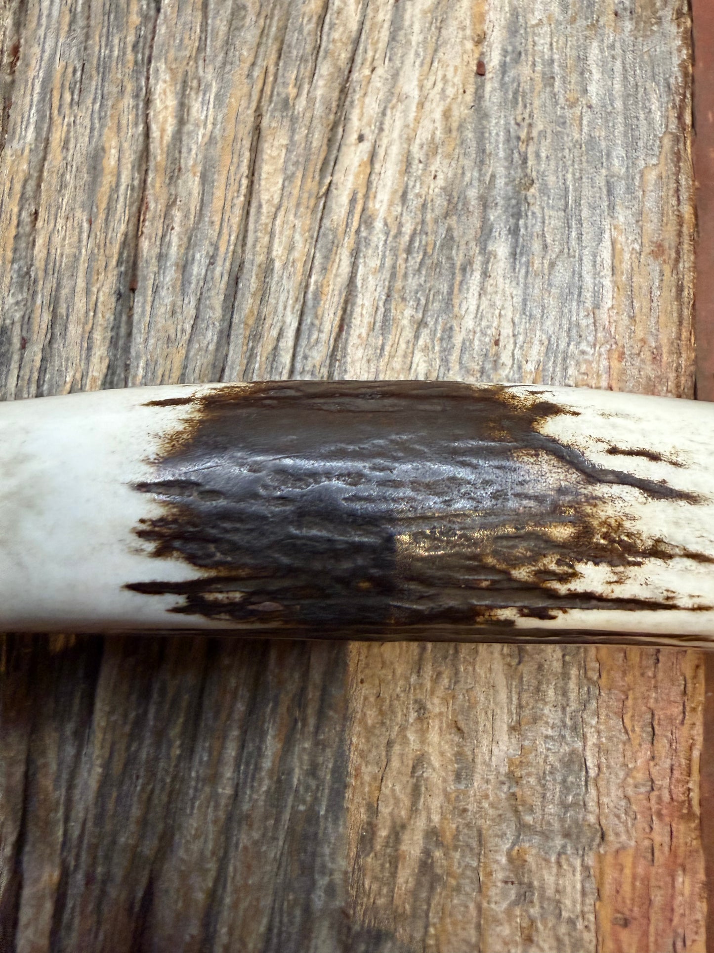 New in Paper Randall Made Knife Model 1-8 Stag , Stainless, Black and Aluminum  spacers, Nickel Hilt.