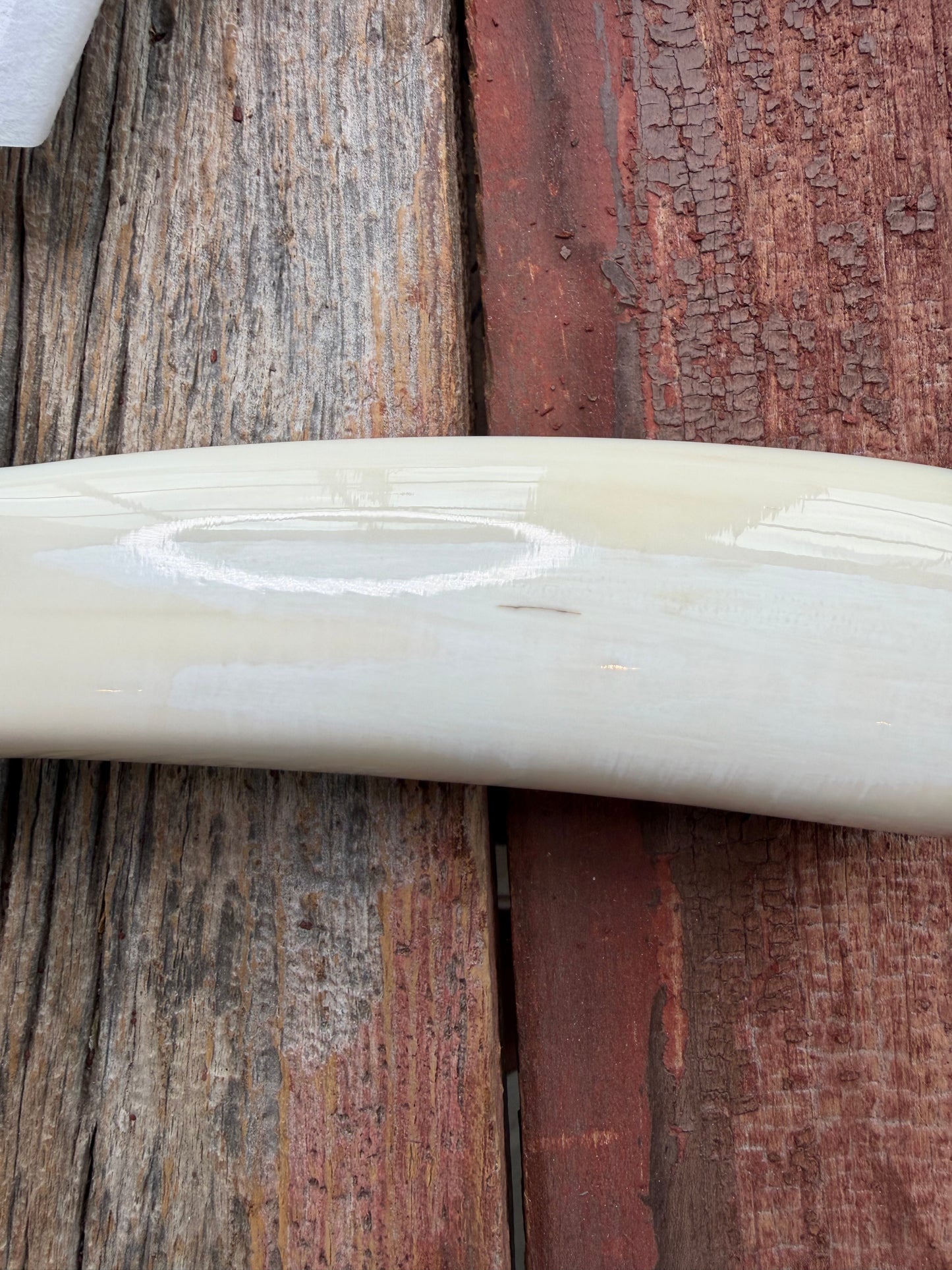 New in paper fresh from the Shop. Randall Knife Model 12-8 Big Bear. Gorgeous piece of creamy Fossil Walrus Ivory. Nickel silver hilt and plate end, Carbon  steel.