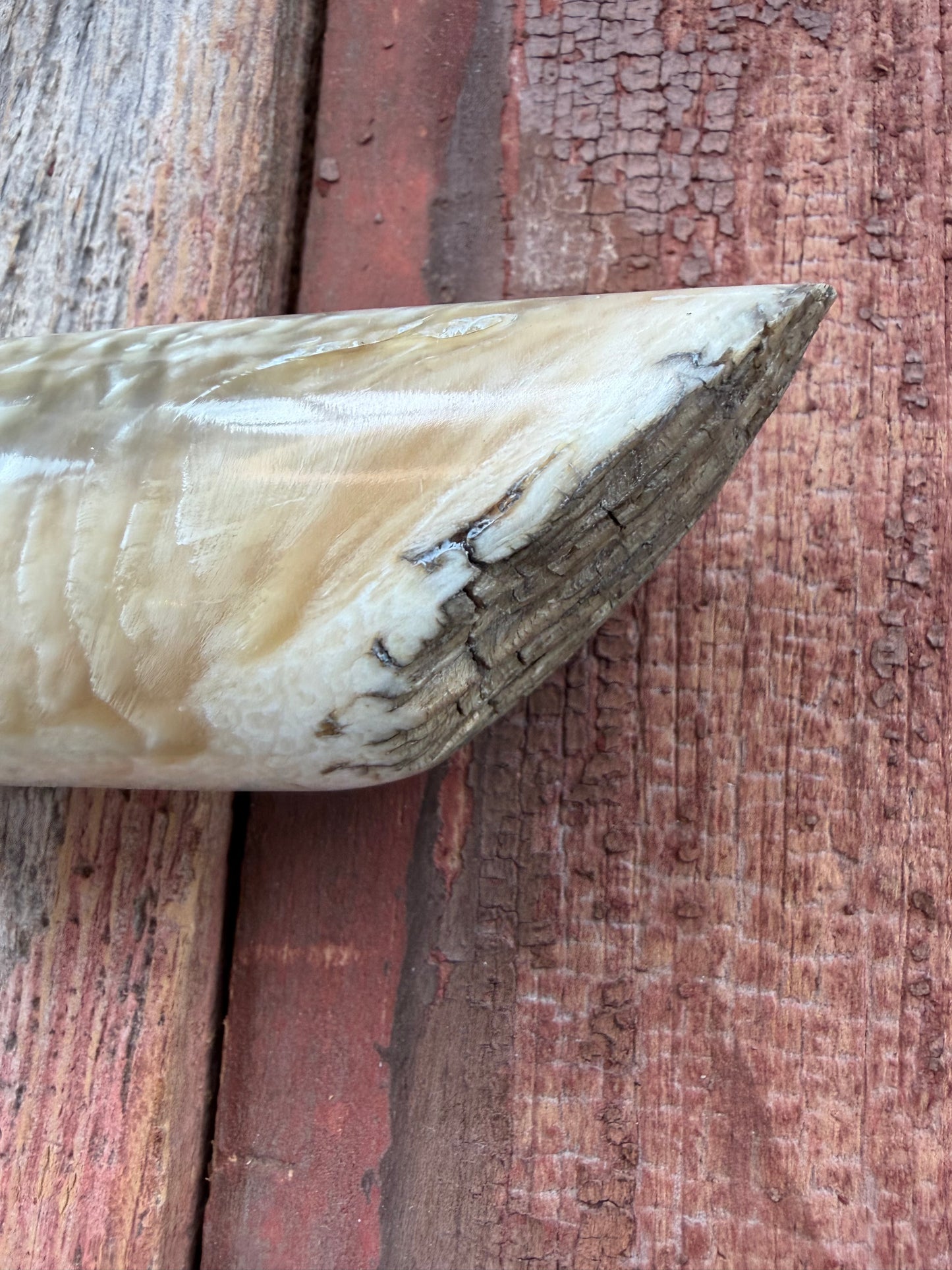 New in Butchers paper Randall Model 12-9/14 Grind with a Huge piece of Musk Ox. Nickel Silver Hilt and raw natural end.