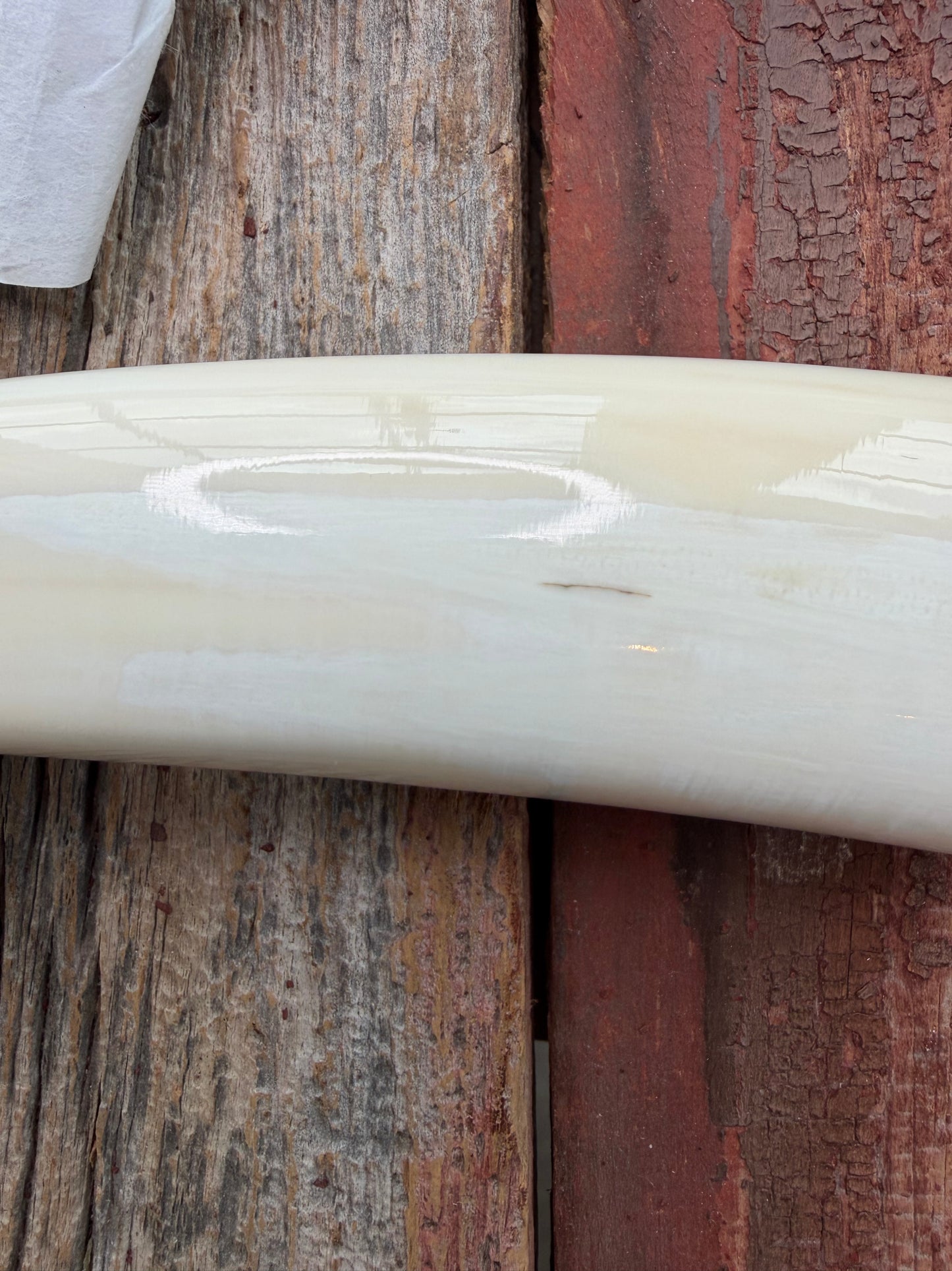 New in paper fresh from the Shop. Randall Knife Model 12-8 Big Bear. Gorgeous piece of creamy Fossil Walrus Ivory. Nickel silver hilt and plate end, Carbon  steel.